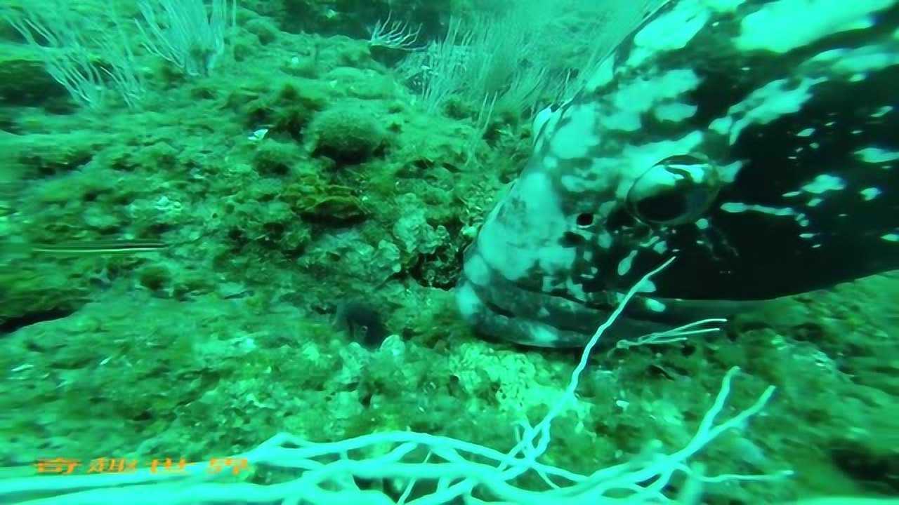 鲶鱼追踪莫雷鳗鱼