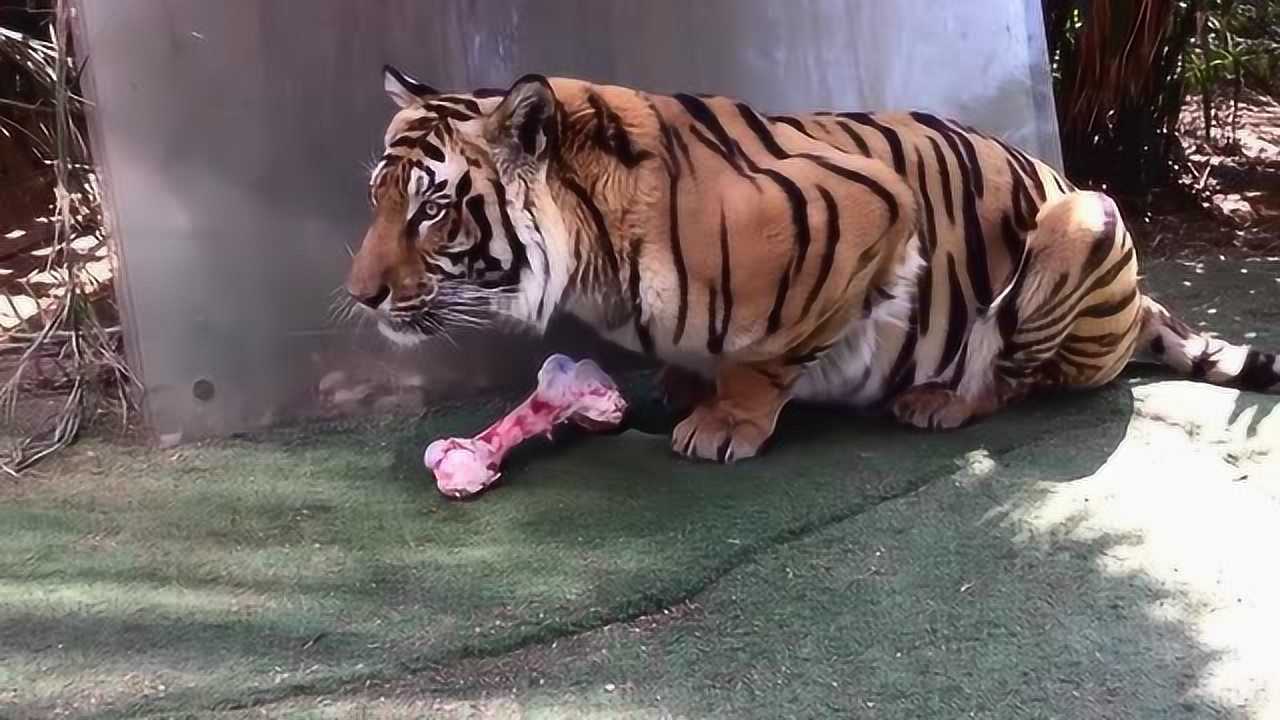 国外土豪养老虎当宠物,大骨头喂老虎,老虎低吼太慎人