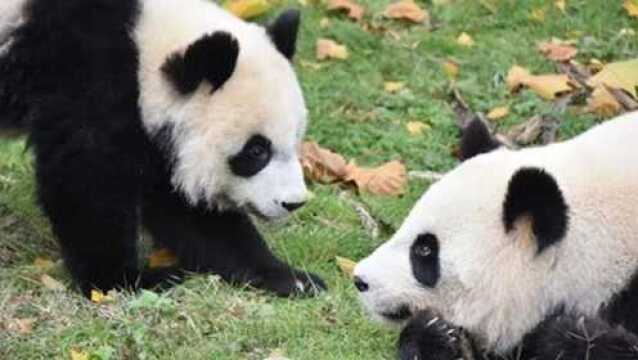 熊猫圆梦和妈妈在庄园里散步好悠闲,小家伙就是个跟屁熊