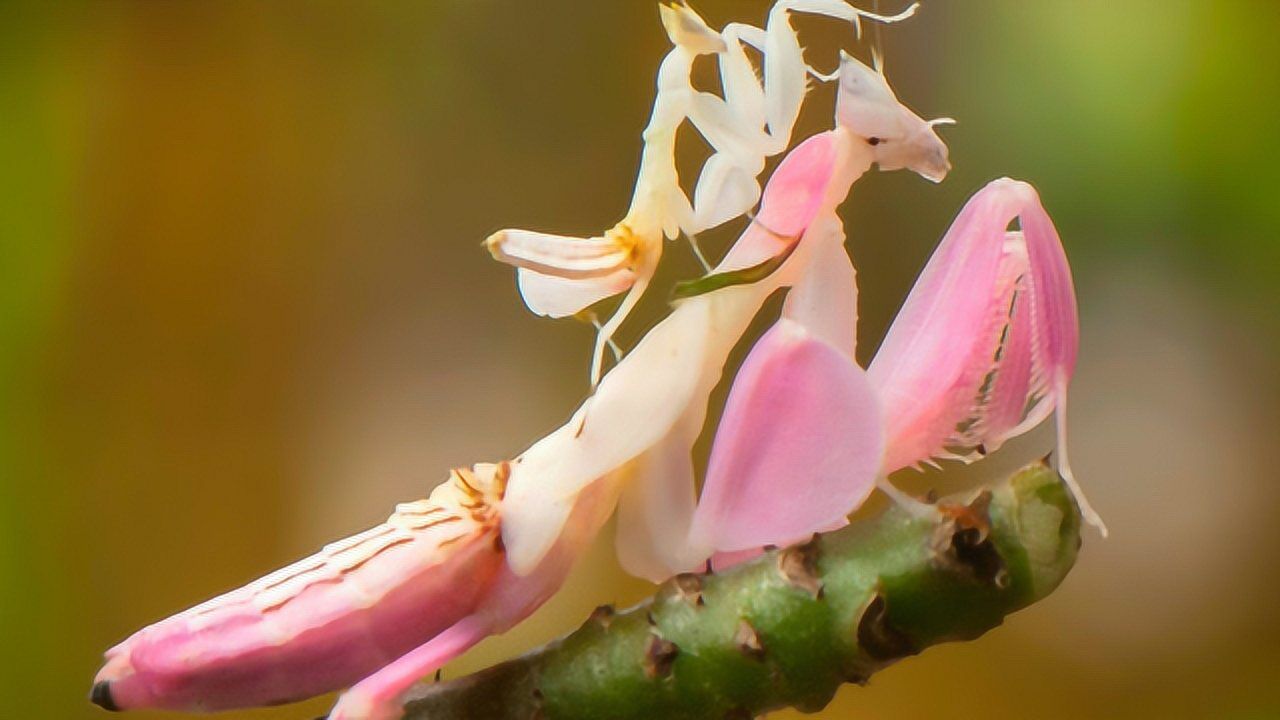 价值不菲的粉色螳螂,外表极像兰花,伪装如神一般的存在!_腾讯视频
