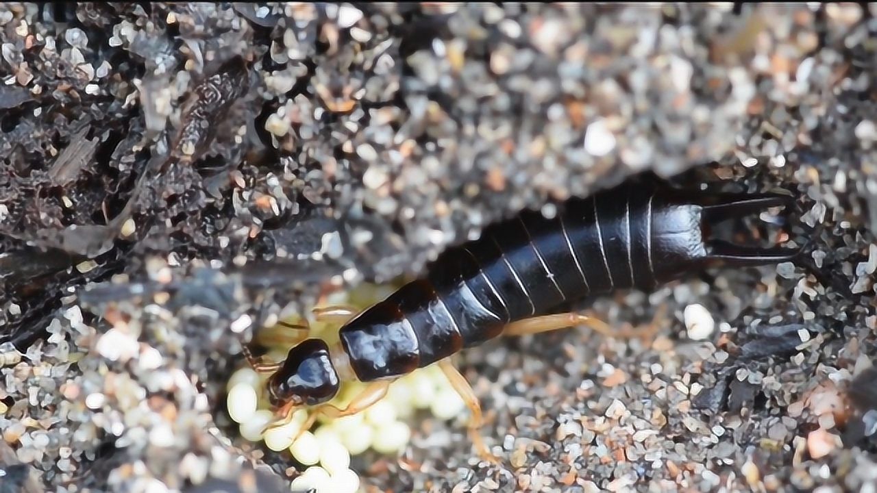 人类成功驯化一种剪刀虫能让它来消灭害虫从而保障农业生产