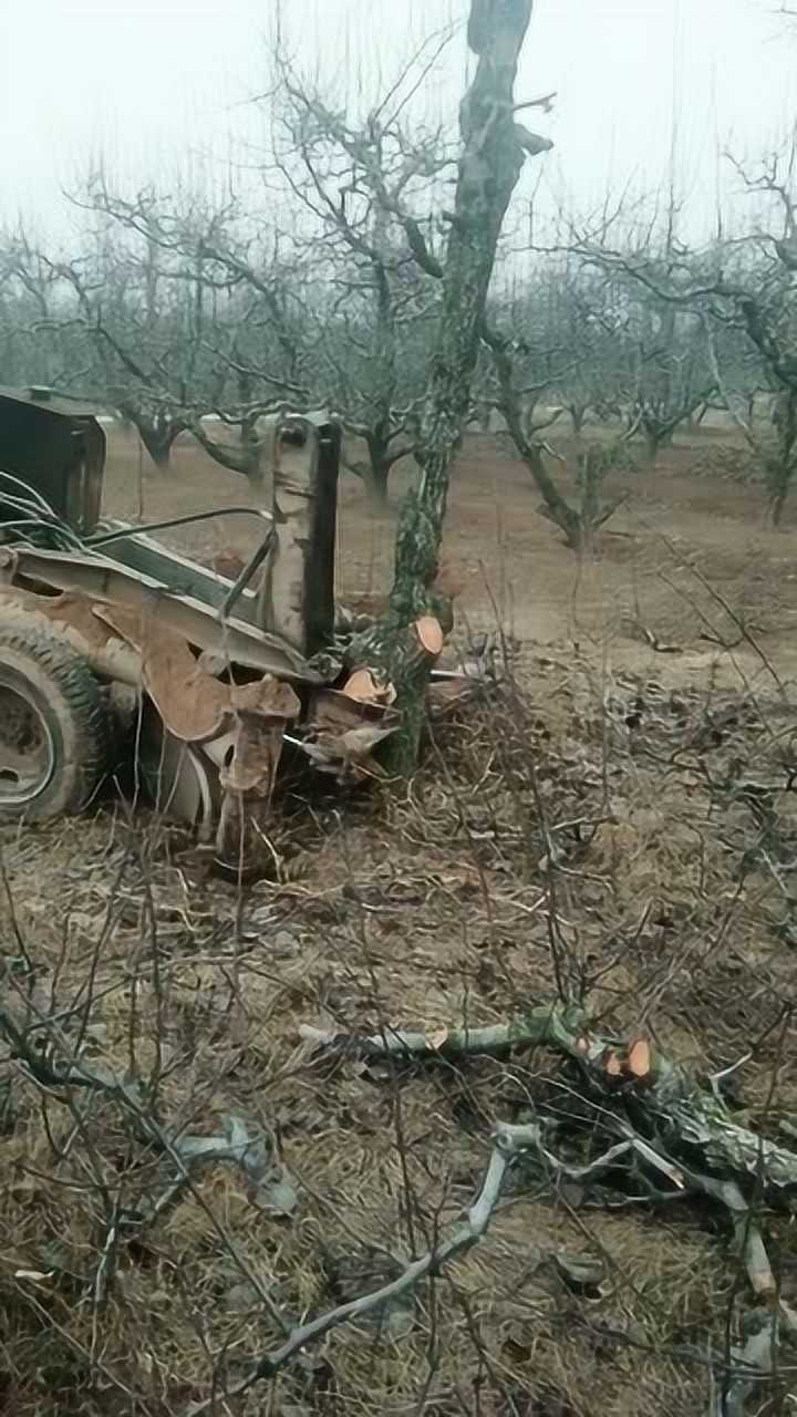 34岁农村大叔自制"拔树神器",2米的树木拔地而起,高手在民间!