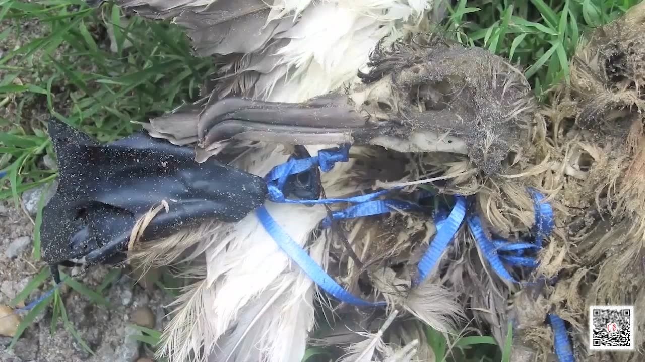 保护海洋公益视频_高清