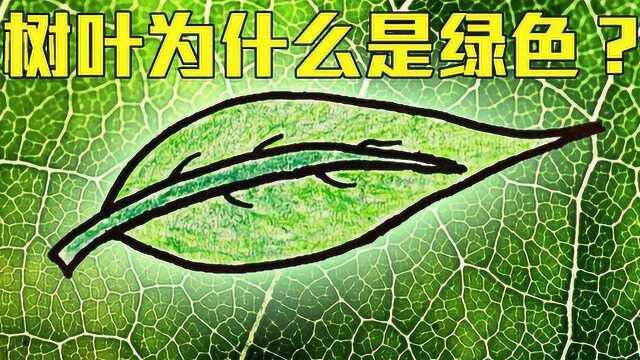 树叶为什么是绿色的?生物学分析,地球早期或是紫色!