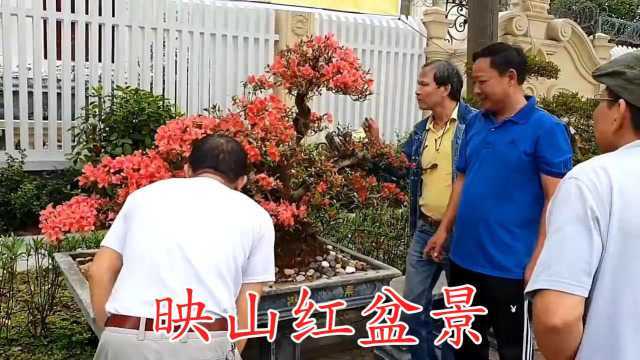 这盆映山红开得好旺盛,吸引了很多人围观,还有好多精品盆景