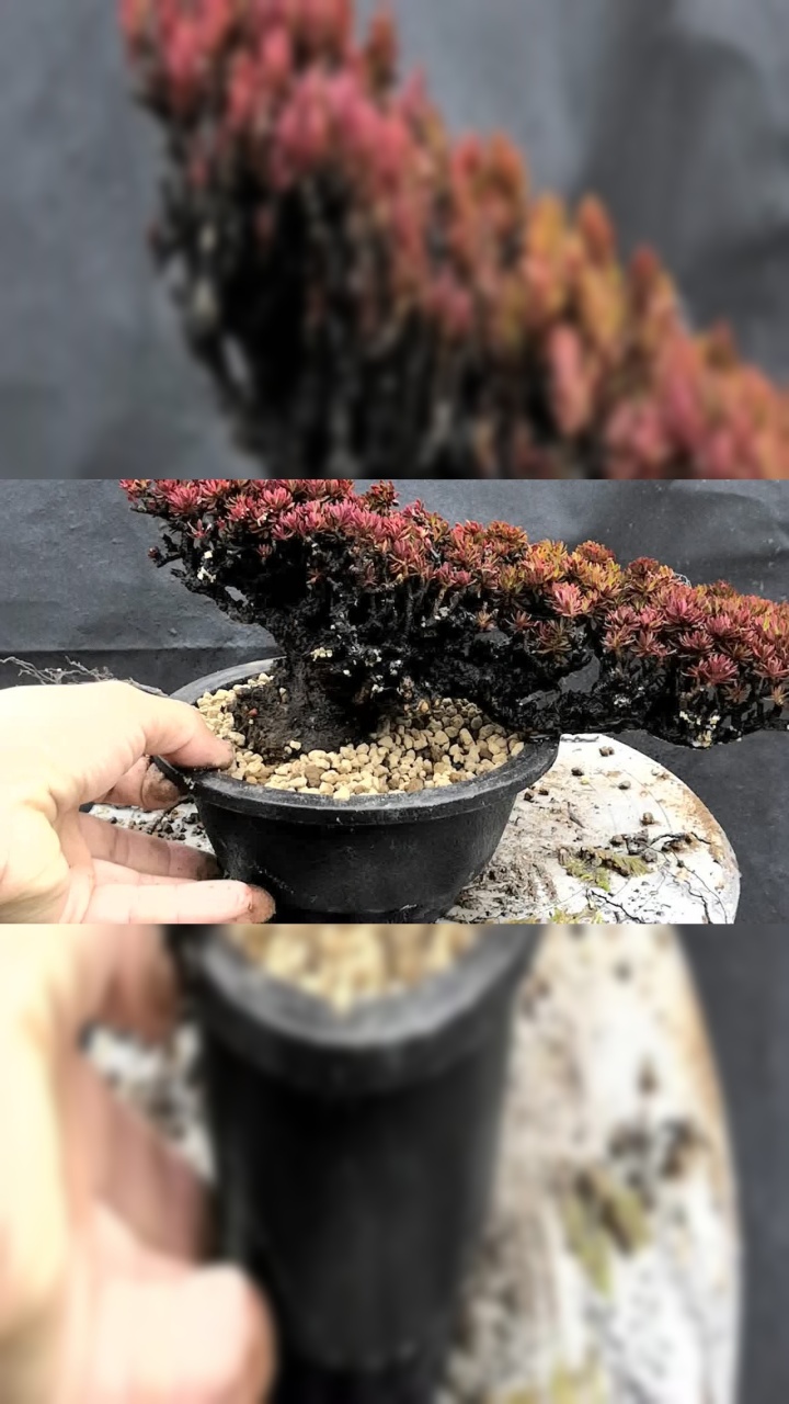 橙花瑞香种植方法探讨