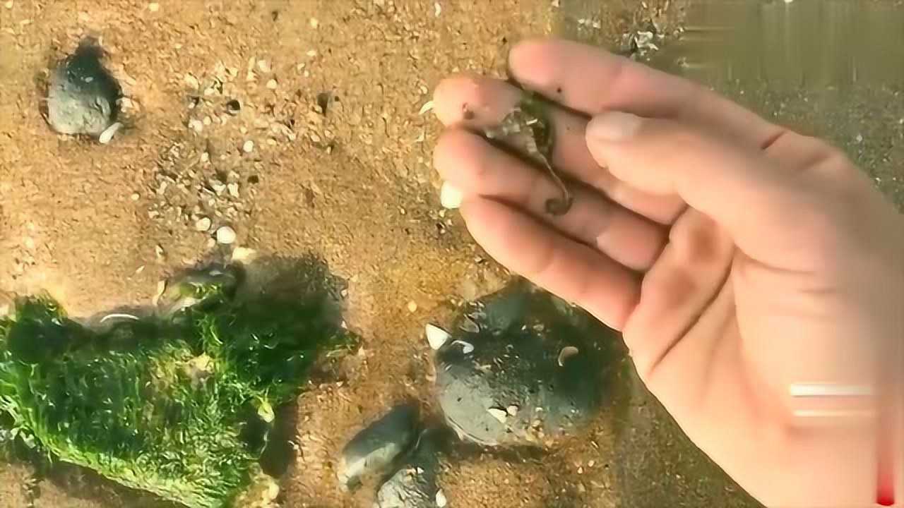 赶海日常小斗起个大早去赶海没想到偶遇这些俏货网友奥利给