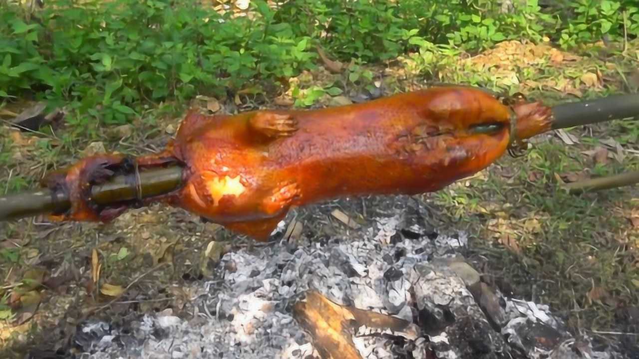 碳烤豪猪把豪猪绑在竹竿上放在碳上烤熟刷上调料后颜色很漂亮