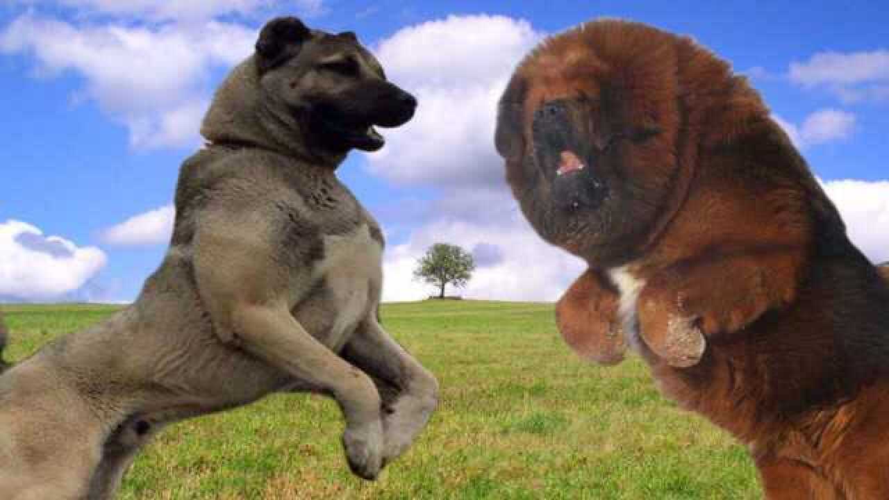 坎高犬大战野生藏獒,谁更凶猛?藏獒能坚持几分钟不死