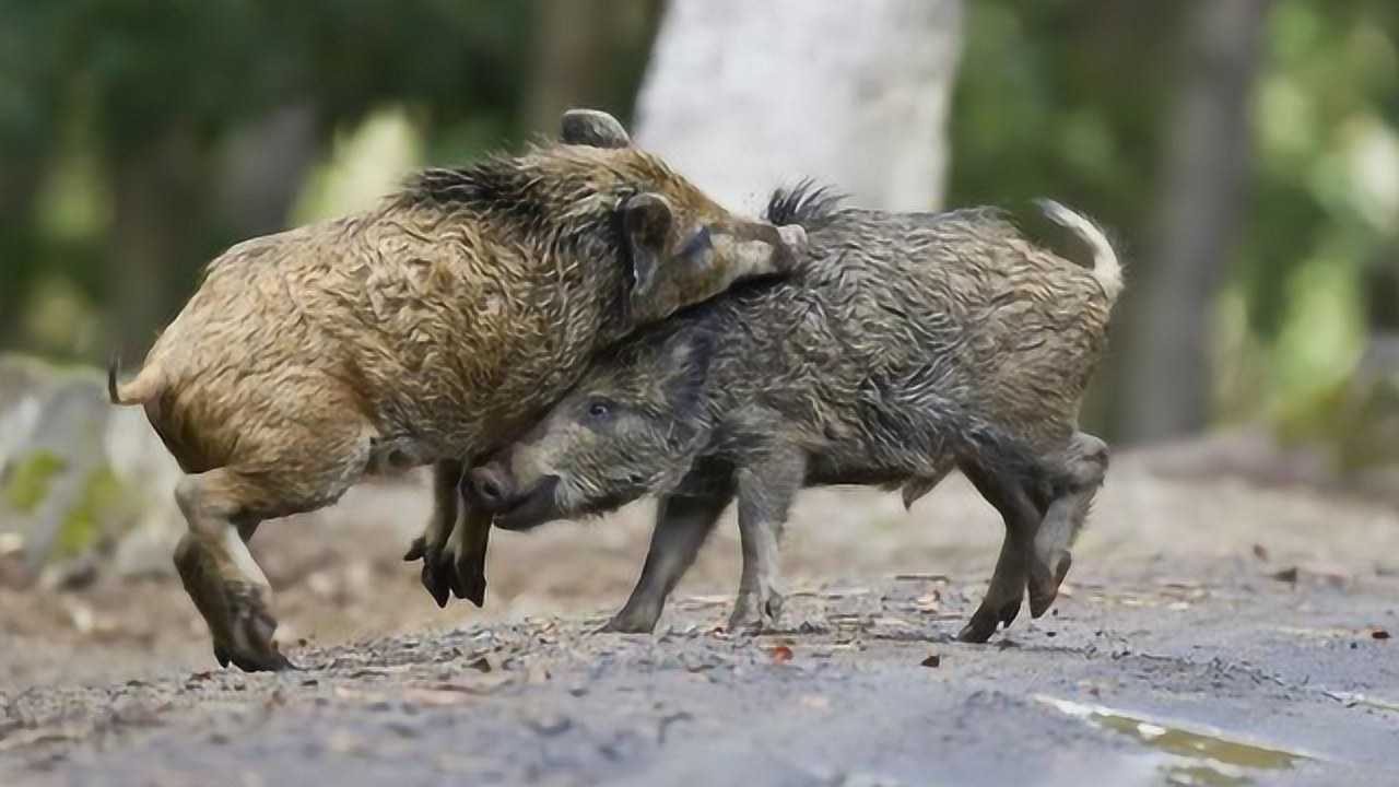 1年花70亿消灭!美国野猪泛滥成灾,中国吃货网友直呼:小意思!
