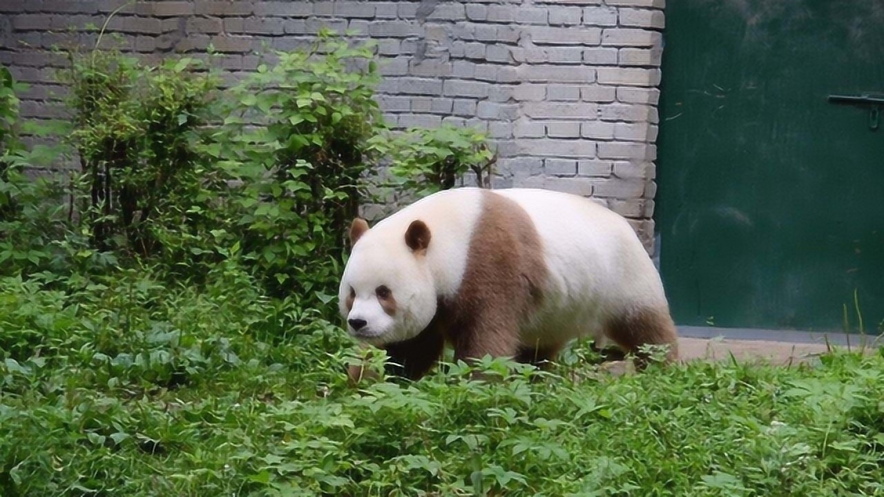 网红大熊猫七仔,巧克力色憨憨的,网友:偷猫大队准备出发!