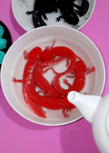 红色娃娃鱼会变色,黑色的不会