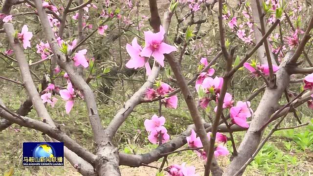 马鞍山当涂大青山桃花开 八方游客来