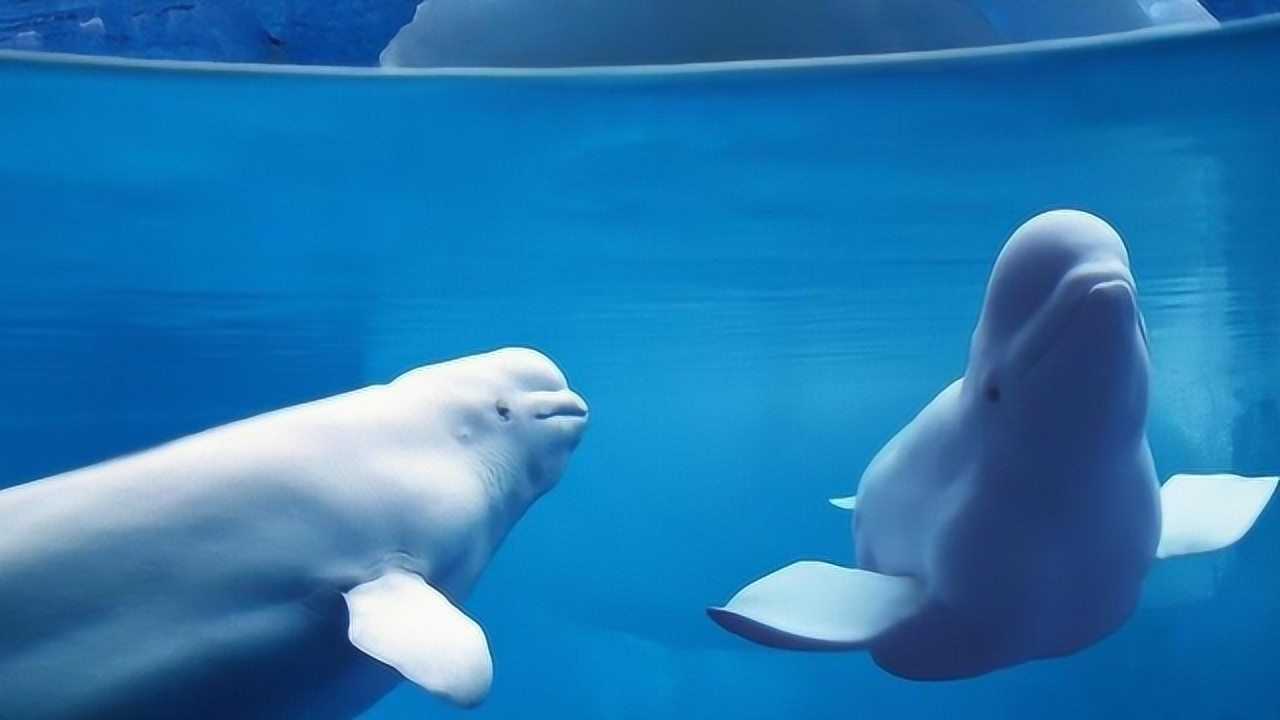 白鲸和海豚谁更聪明?海豚救人靠本能,白鲸和人玩耍是因为什么?