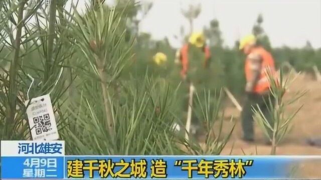 河北雄安:建千秋之城 造“千年秀林”