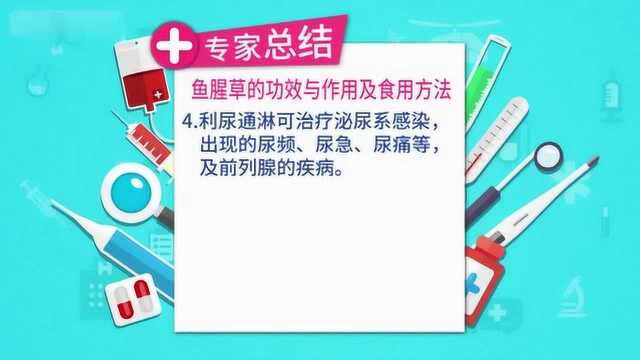 鱼腥草的功效与作用及食用方法