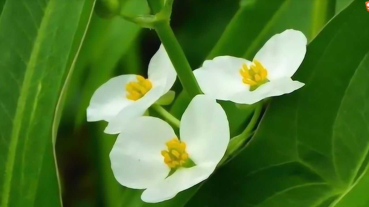 农村常见野草"剪刀草",它有更厉害的用途!