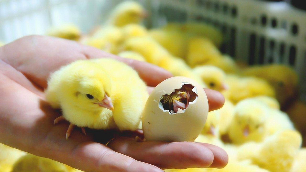 小鸡是怎么孵化出来的？看完全过程，简直太可爱了！_腾讯视频
