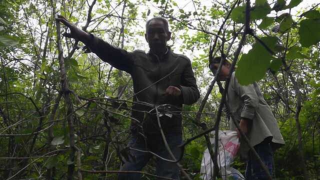 河南山间有一种野生植物叫山芝麻叶,味道非常独特,你吃过吗?