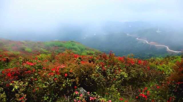 江西广昌牙梳山海拔1387米,万亩映山红齐开等你来,太壮观了