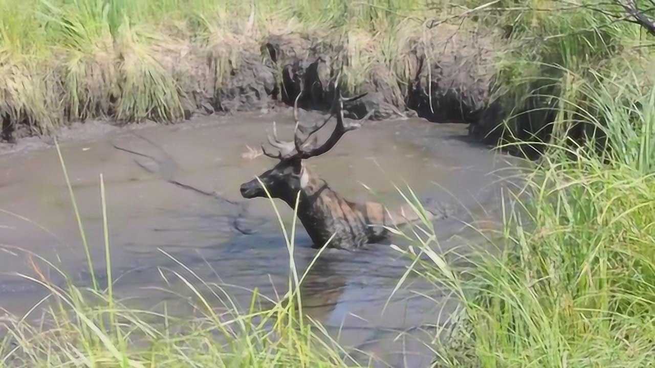 野鹿掉进沼泽地,被人类及时发现,并成功将它救出来_高清1080p在线观看