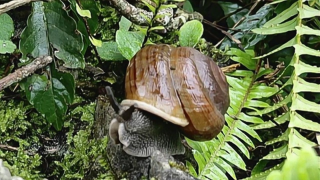 山上的蜗牛特别好吃,今天教大家炒蜗牛,看看广西小哥吃蜗牛