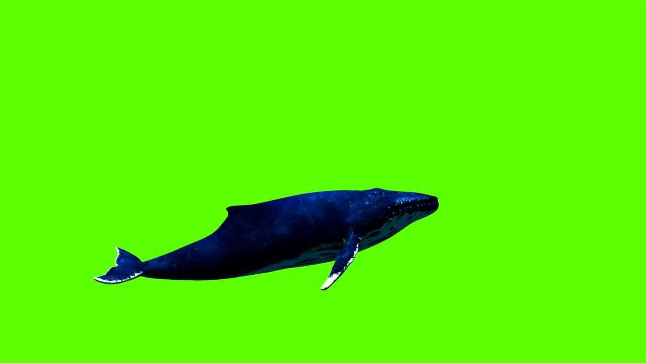 鲸鱼绿幕素材