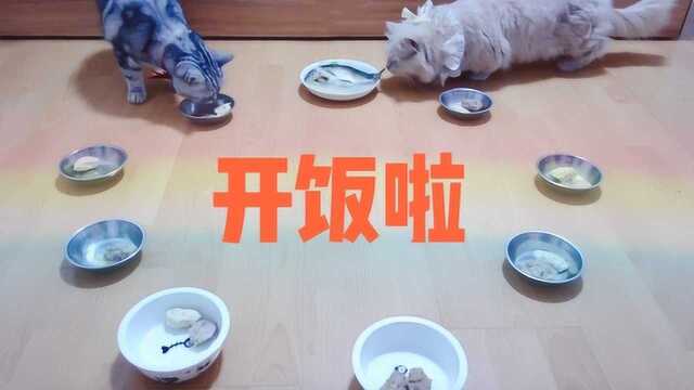 铲屎官给14只猫做大餐,猫咪开心的像过年,饭盆被一扫而空!