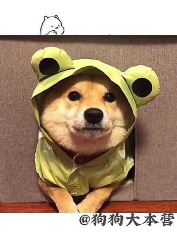 cosplay青蛙的柴犬呀