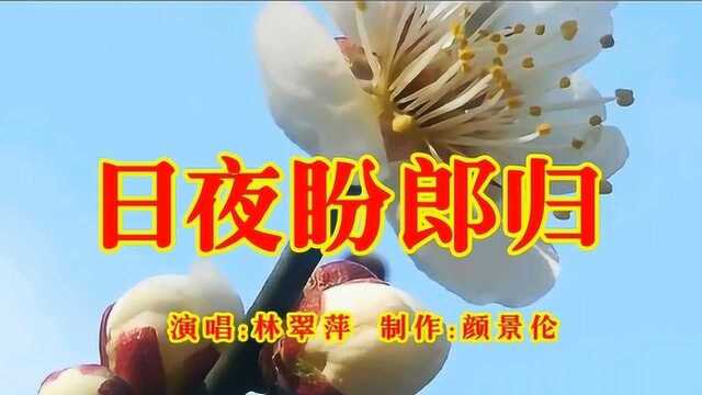 林翠萍《日夜盼郎归》,经典金曲,好听至极!