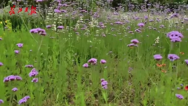 不挤景区,不要门票——武汉这个公园深藏大片花海