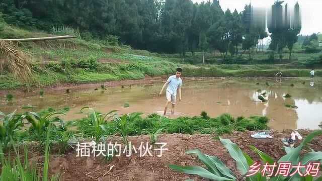 实拍四川南充农民春耕插秧的场景,周大妈边走边拍耍安逸了