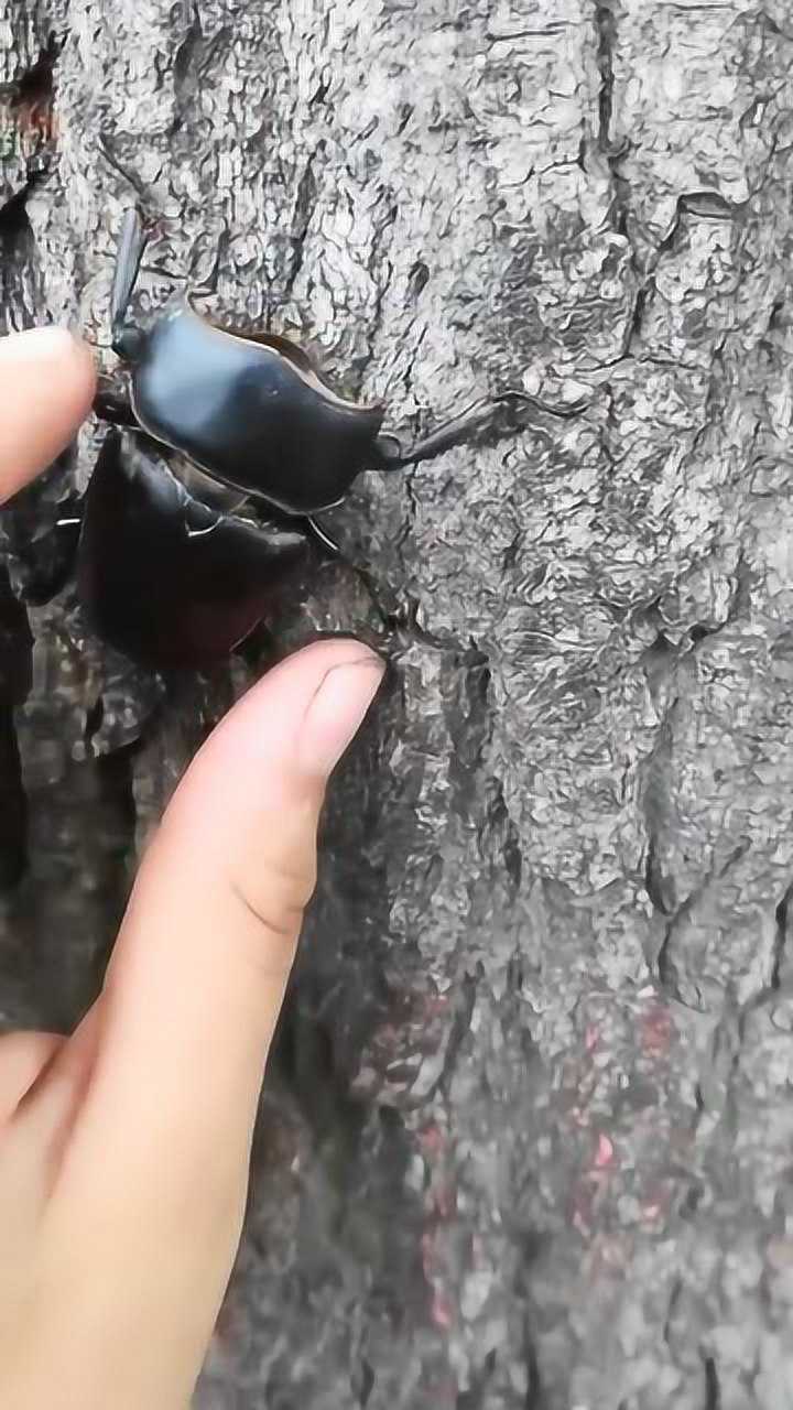 怪哉虫趣：不愧是国内最强甲虫，中华巨扁锹甲顽强的生命力_高清