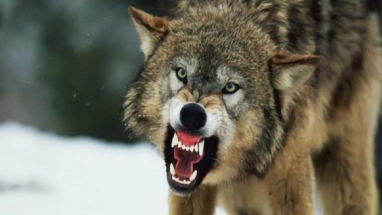 狼怕火和光竟只因条件反射?没想到天敌竟然是"它",涨见识了!