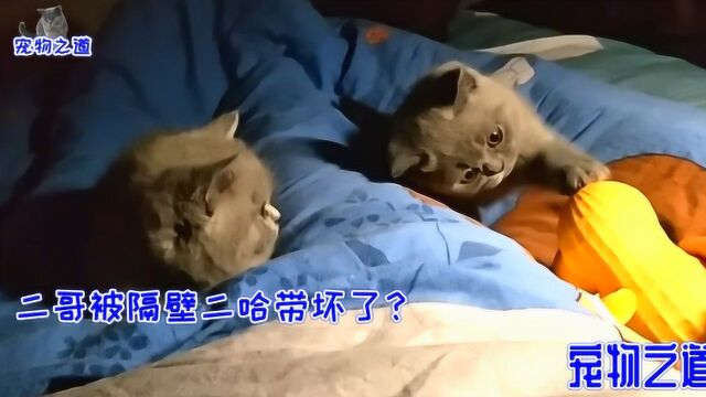 两只小奶猫半夜不睡觉,跳到主人床上缠着她玩:夜猫子,了解一下