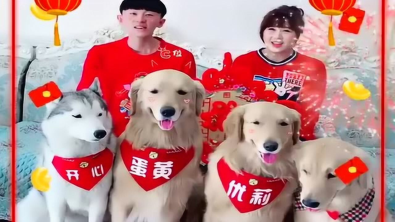主人带领金毛蛋黄优莉和哈士奇开心给大家拜年了开心没睡醒呢