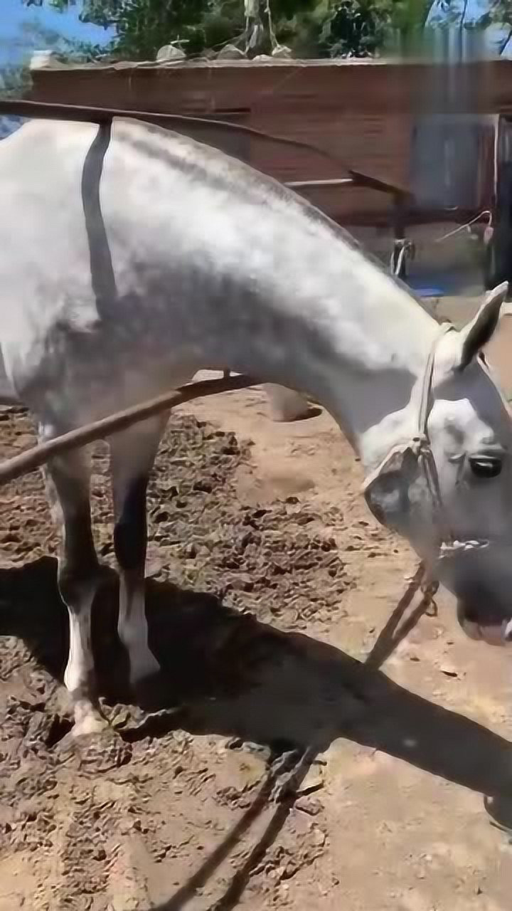 帅气的菊花青马,这样的马儿,你们觉得值多少钱?
