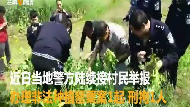 永州这里种植罂粟2877棵,村民陆续举报,1人被刑拘