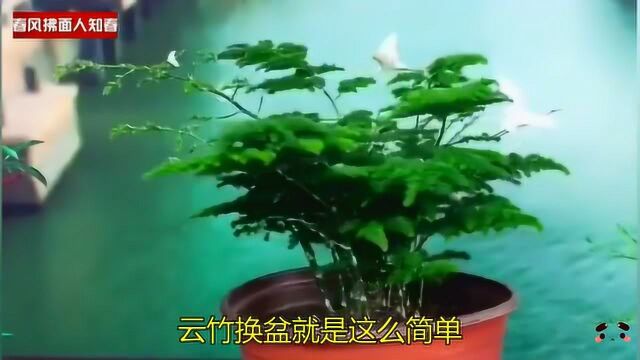 云竹换盆就是这么简单!一拎一放不缓苗!你也试一下吧!