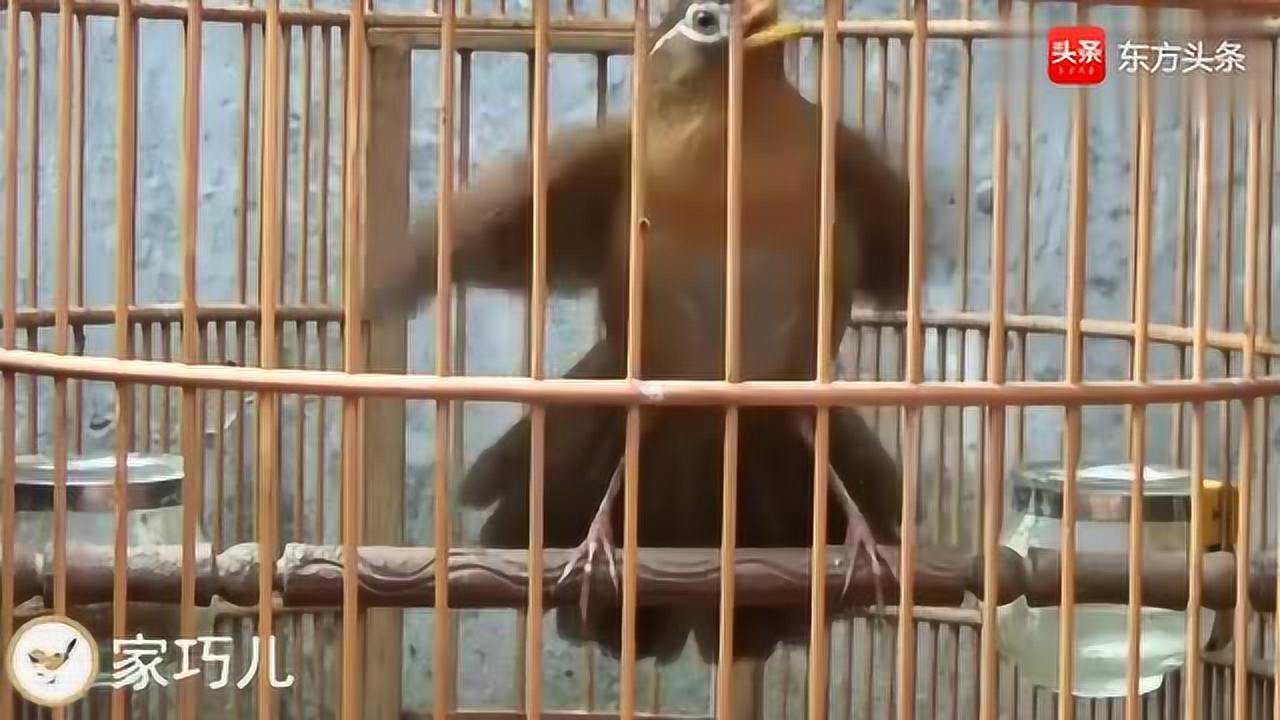 画眉鸟扇翅膀,幅度这么大,说明了什么?