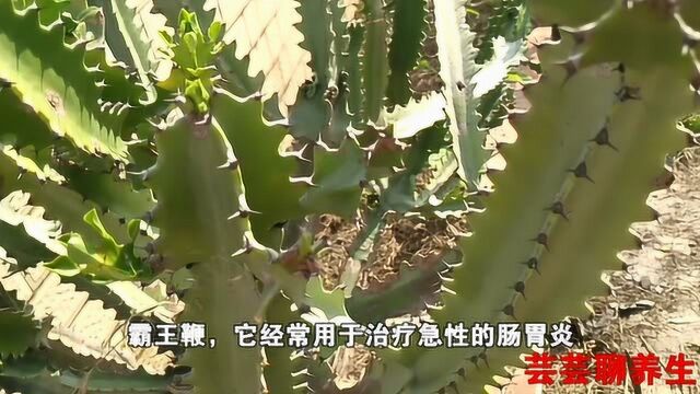 霸王鞭可用于急性胃肠炎、疥癣、肿毒