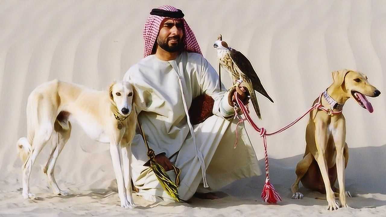 迪拜土豪们的宠物狗,一只价值上百万,起步瞬间才知道钱花的值