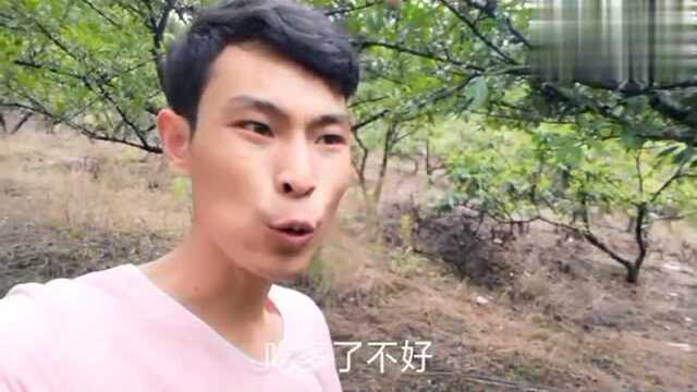 筠连县有名的李子基地,进李子林吃李子不要钱,你能吃几颗?