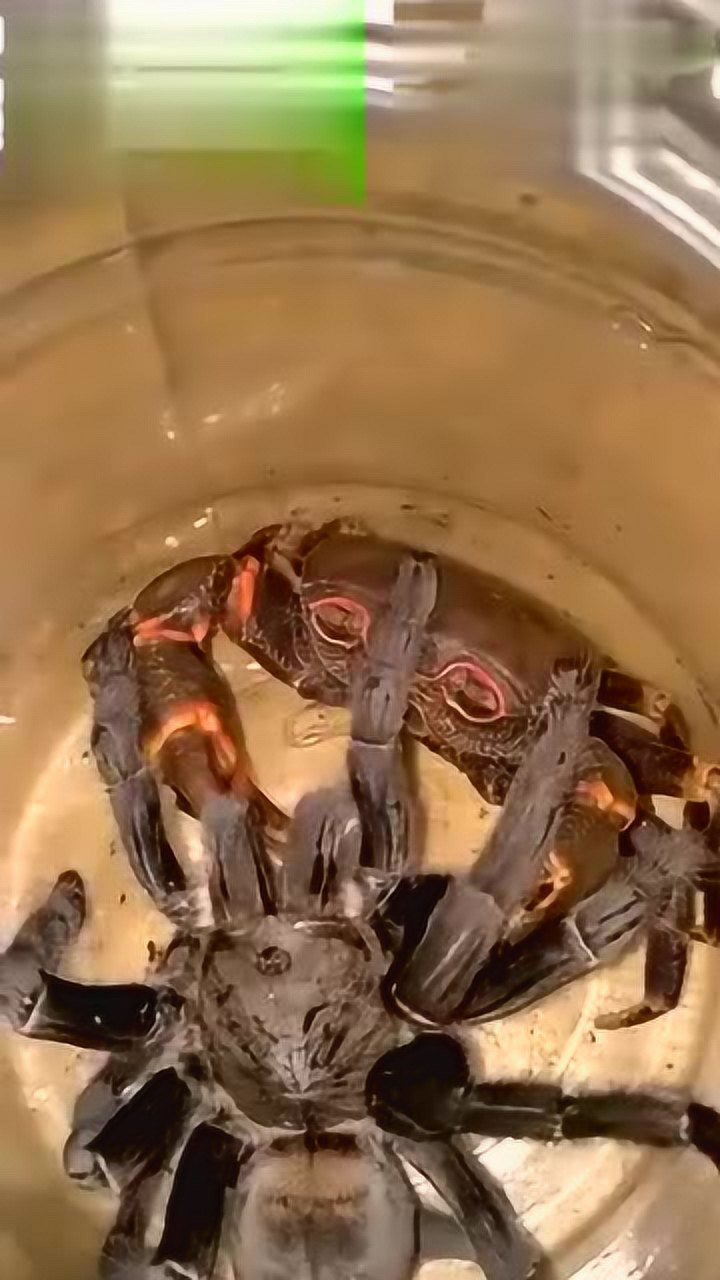 南海螃蟹恶斗海南捕鸟蛛!_腾讯视频