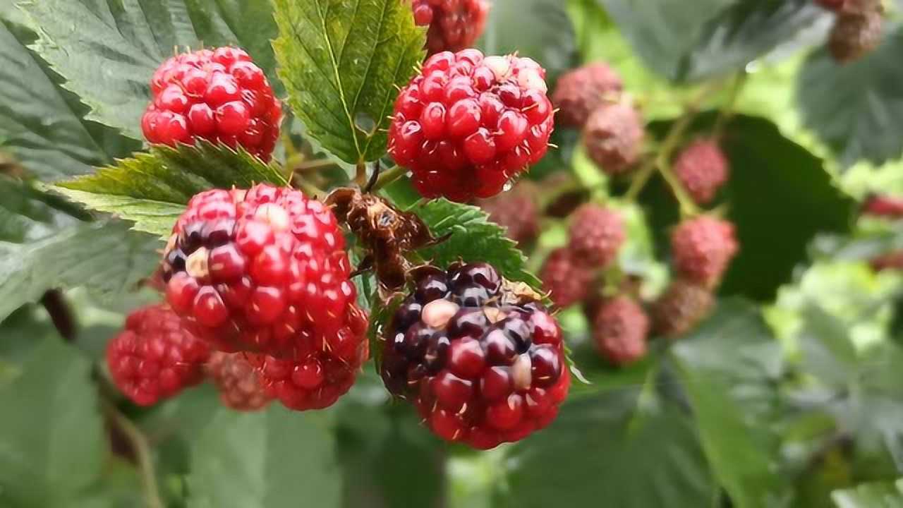 崇明居然种出了黑莓这种水果