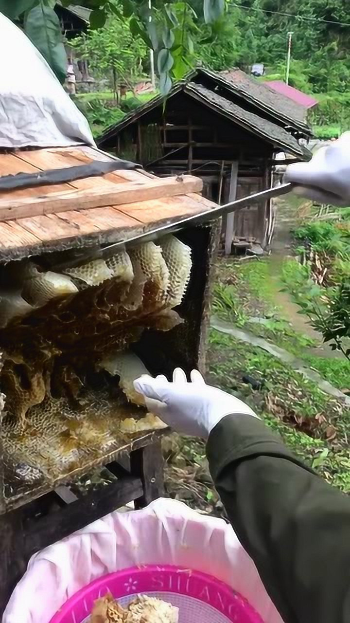 视频中的现割土蜂蜜,一年割一次的