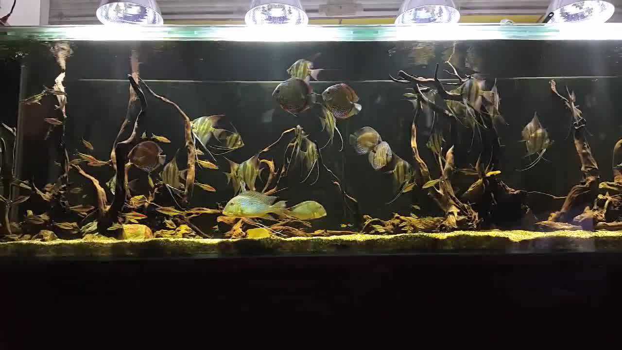 埃及神仙鱼与七彩神仙鱼混养,养到这种程度真是大神级