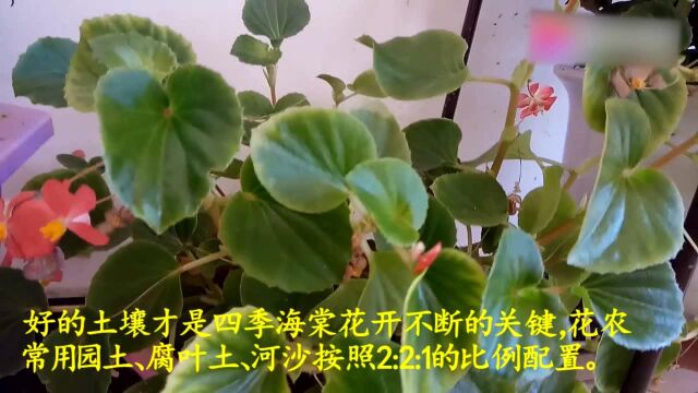 四季海棠花怎么养护?