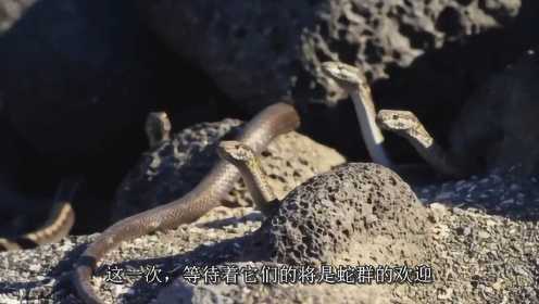 海鬣蜥为什么把蛋产在蛇谷里 刚孵化的小鬣蜥是如何穿越蛇谷的