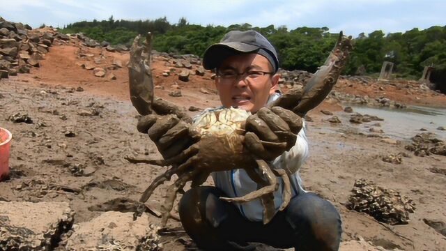 这才是“蟹王”!这螃蟹成精了,有脸盆大!